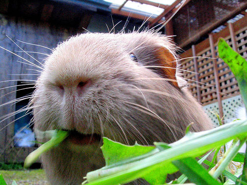 Fressen ist Schweinchens Liebelingsbeschäftigung© flickr/Jan Tik