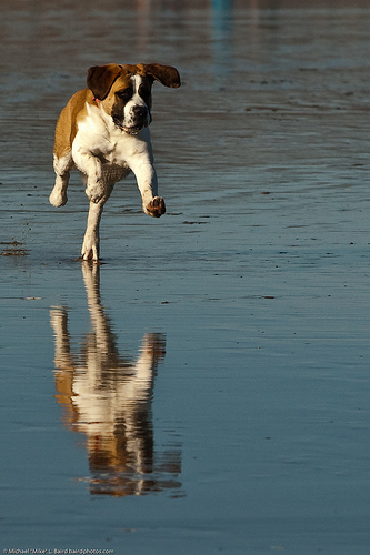 Toben macht Spass, aber endet auch mal mit Muskelkater ©flickr/mikebaird