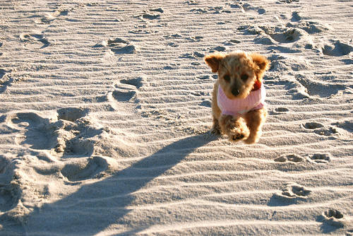 Vorsicht am Strand vor Schnitten durch Muschelscherben! ©flickr/Webb Zahn Vorsicht am Strand vor Schnitten durch Muschelscherben! ©flickr/Webb Zahn