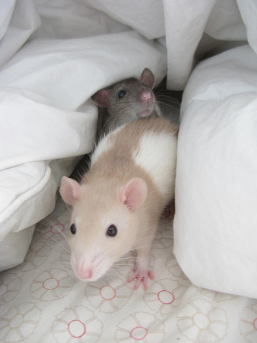Ratten - Schnuckelig und kein bißchen eklig ©flickr/kaileyenn