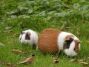 Zwei Meerschweinchen beim “Mümmeln”