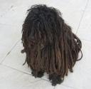 Ein schwarzer Puli © flickr.com / jurvetson