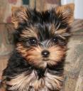 Ein junger Yorkshire-Terrier © flickr.com / ahhhh