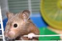 Leicht kann es passieren, dass der Hamster unbemerkt entflieht © flickr.com / zeddyorg