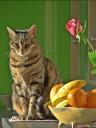 Vor manchen Obstsorten sollte man die Katze lieber fernhalten © flickr.com / J.Livingston