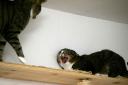 Eine Katze in Abwehrhaltung © -ani-