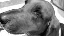 Der Jagdhund ist der beste Freund des Menschen © flickr / *L*u*z*a*
