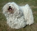 Ein weißer Puli