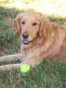Ein Golden Retriever mit Tennisball (c) flickr.com / Bonnaboo