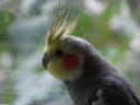 Der Kopf eines Nymphensittichs © flickr.com / Rollinho