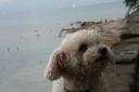 Ein kleiner Hund auf der Insel Mainau (c) angie_real Angela Lobefaro