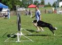 Ein Border-Collie springt durch einen Reifen © flickr.com / bunchofpants