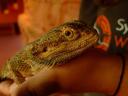 Eine Bartagame auf der Hand © flickr.com / Vanessa Pike-Russell