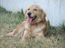 Ein Golden Retriever (c) flickr.com / ltshears