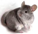 Ein Chinchilla (c) flickr.com / Chinchiya