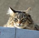 Katzen lieben die Sonne (c) Bogdan Suditu