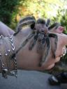 Eine Vogelspinne als Handschmuck © flickr / blmurch