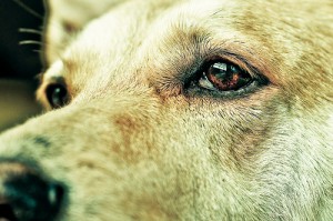 Hundehaftpflichtversicherung© Flickr by tranchis