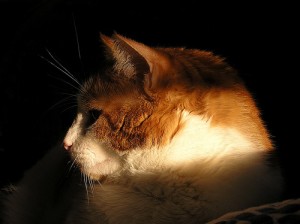 katzenkopf-schatten ©flickr / Muffet