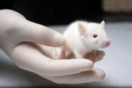 Ratten als Haustiere - Eklig oder süß?