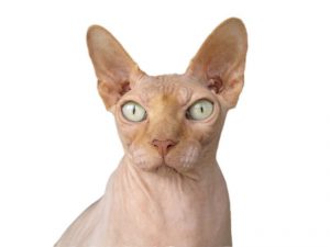 Nacktkatze mit Charme - Die Sphynx