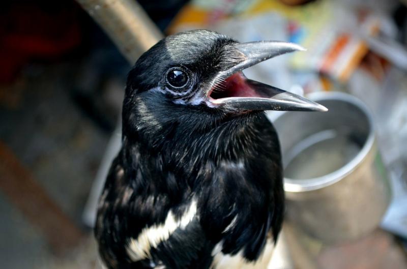 Beo: Haltung des sprachbegabten Vogels