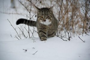 Katze zugelaufen – Was tun?