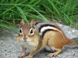 Streifenhörnchen als Haustier halten?