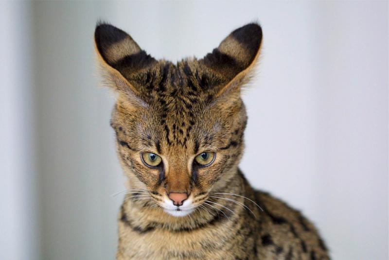 Savannah-Katze: Serval trifft Hauskatze