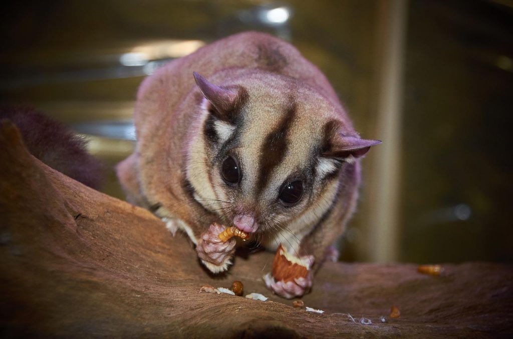Kurzkopfgleitbeutler: Sugar Glider als Haustier halten!? - Sugar GliDer 1024x678