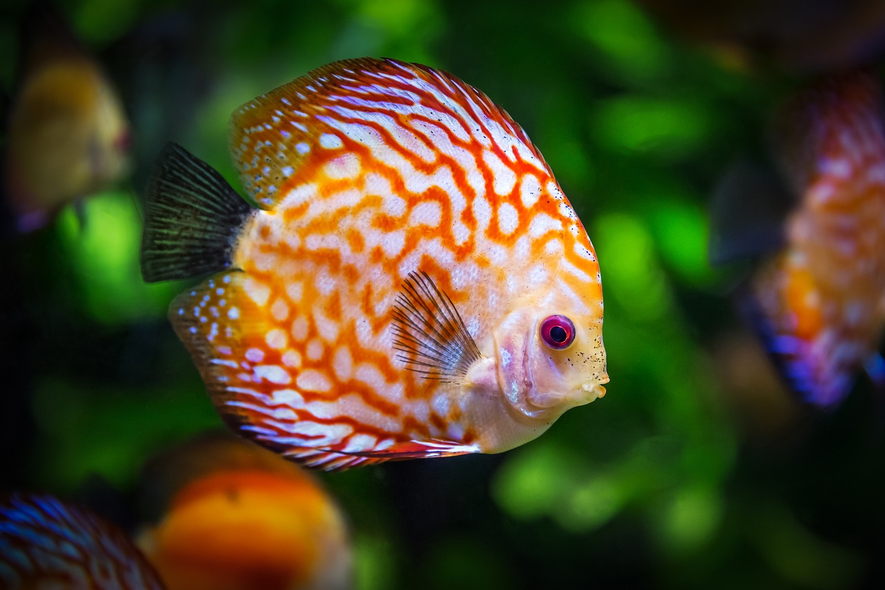 Diskusfische halten: Augenweide im Aquarium