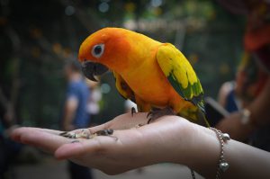 Vogelhaltung – Nur wer geduldig ist bekommt den Piepmatz handzahm