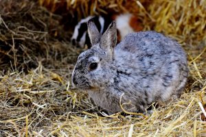 Richtige Einstreu für Kaninchen