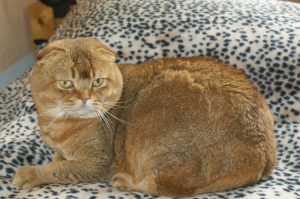 Scottish Fold: Faltohren dank Mutation