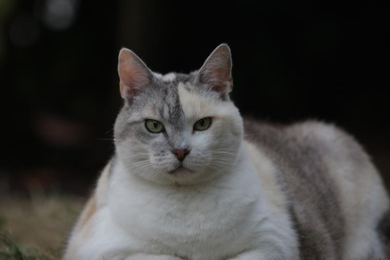 Katzendiät: Wenn meine Katze zu dick ist