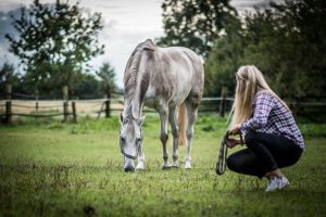 Pferde und Menschen: Eine gemeinsame Entwicklungsgeschichte