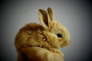 Kaninchen: Abszesse frühzeitig erkennen