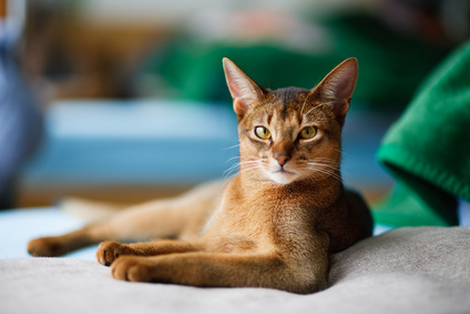 Berühmte Katzen: Eine Siamkatze wird Physiker