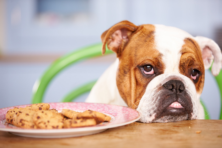Diätfutter für Hunde: Wann es sinnvoll sein kann