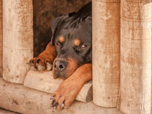 Tierisch wachsam: Sind Hunde die besseren Alarmanlagen?