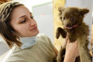 Tierkrankenversicherung: Nur 17 Prozent aller Hundehalter haben eine abgeschlossen